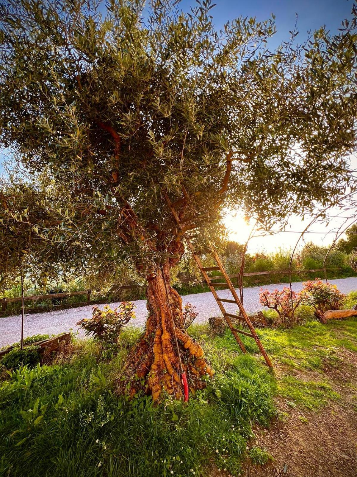 Le Mandrie Di San Paolo Villa Assisi Kültér fotó